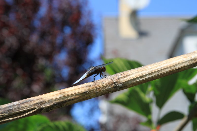 Libellule déprimée. Au jardin. LISE JALOUX